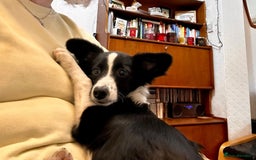 Mixed Breed dogs for adoption: Rosy 🌹 - Image 4