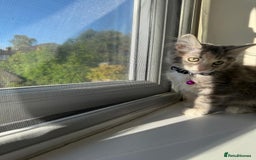 Mixed Breed cats for sale: Adorable Ragdoll and Norwegian Forest Kittens - Image 3