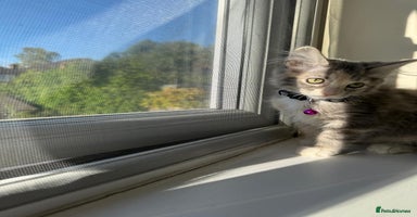 Mixed Breed cats - Advert 15