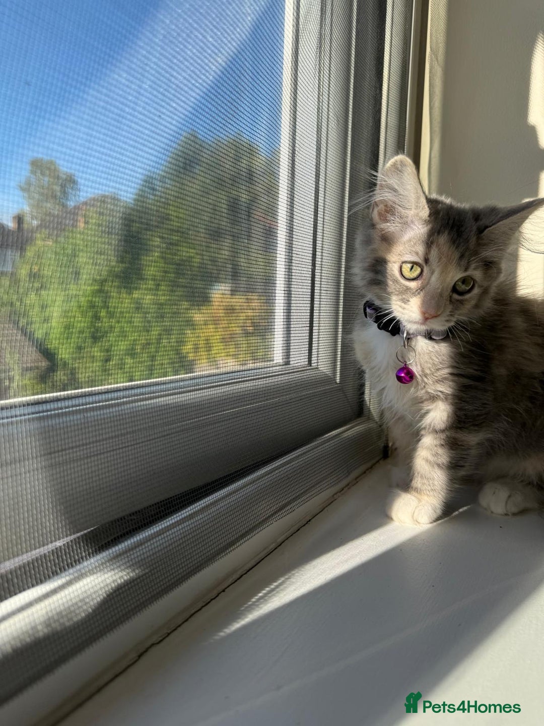 Mixed Breed cats for sale: Adorable Ragdoll and Norwegian Forest Kittens - Image 3