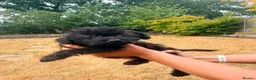 Mixed Breed dogs for sale: Foodles ready to leave flr the perfect 4ever home - Advert 18