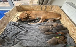 Great Dane dogs for sale: Champion Great Dane puppies for sale - Image 26