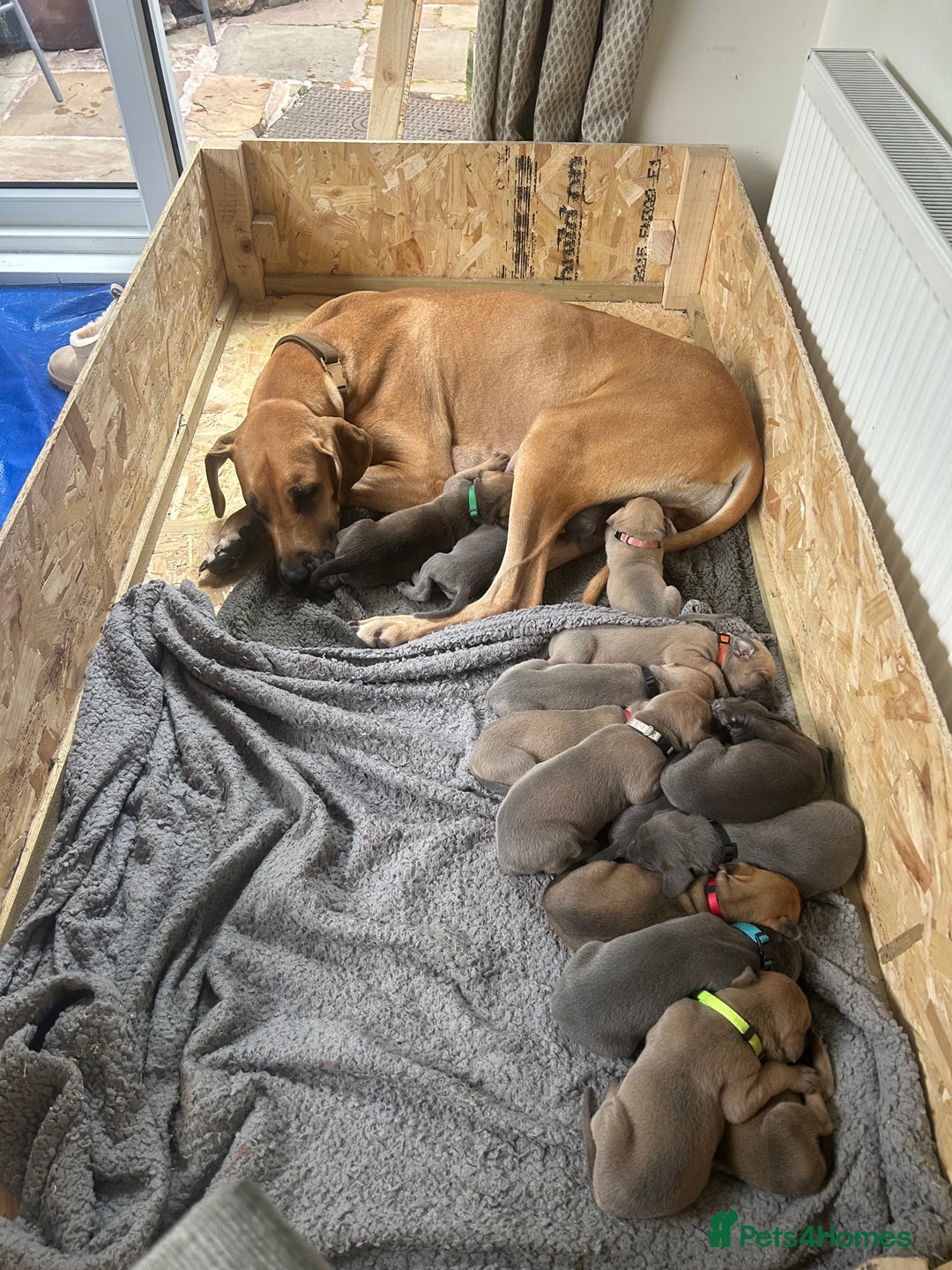 Great Dane dogs for sale: Champion Great Dane puppies for sale - Image 26