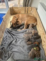 Great Dane dogs - Advert 6