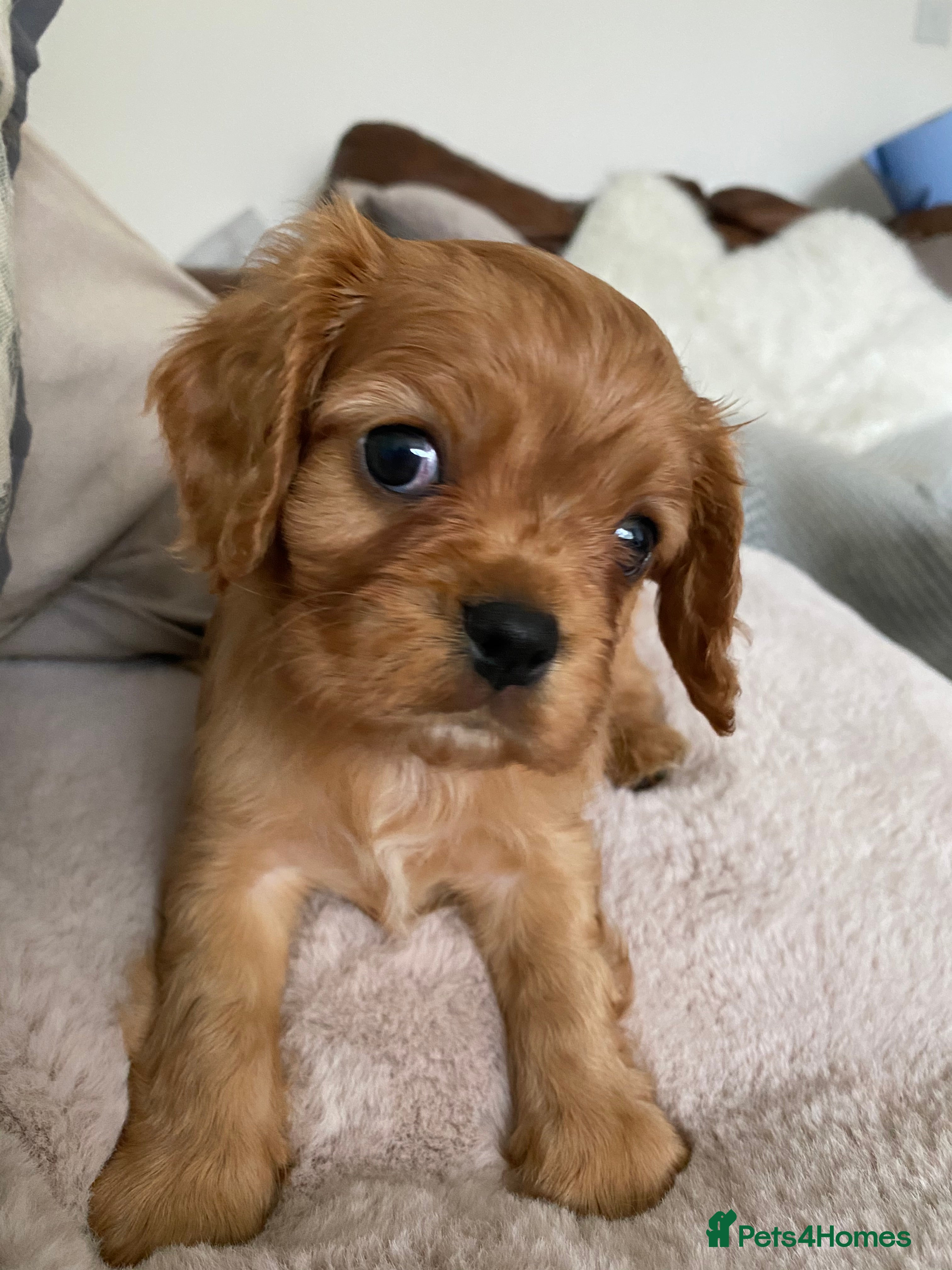 Cavalier King Charles Spaniel dogs Cavalier King Charles 6 month male - Advert 14