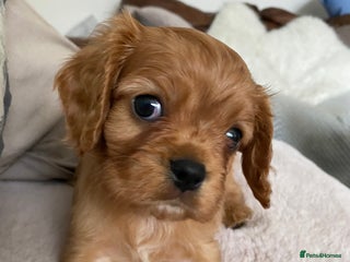 Cavalier King Charles Spaniel dogs Cavalier King Charles 6 month male - Advert 1