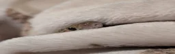 Corn Snake reptiles for sale: Lovely Corn Snake  - Advert 9