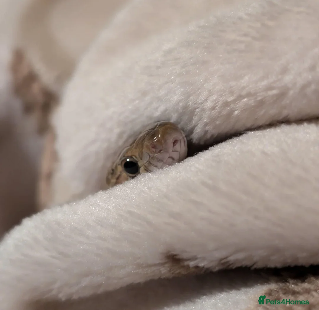 Corn Snake reptiles for sale: Lovely Corn Snake  - Advert 9