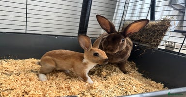 Rex rabbits - Advert 16
