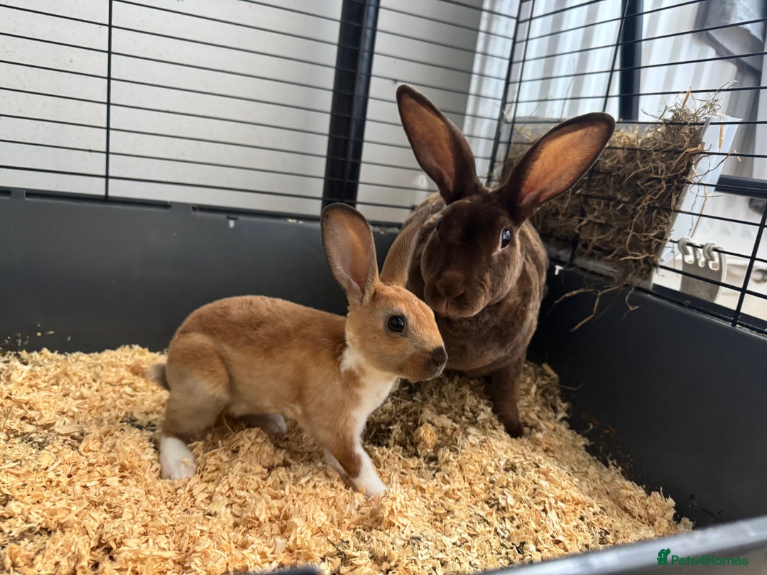 Rex rabbits for sale: Baby rex rabbits  - Image 3