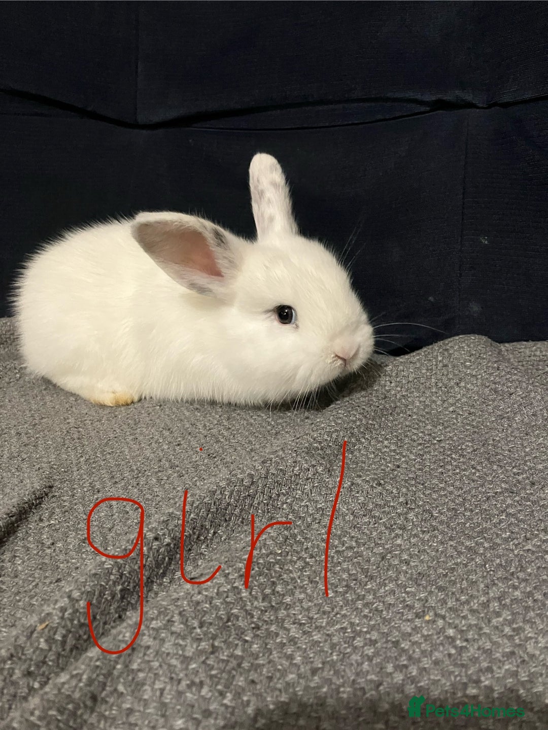 Mini Lop rabbits for sale: Mini lops - Advert 2