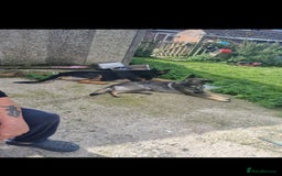German Shepherd dogs for sale: German shepherd pups, HULL - Image 7