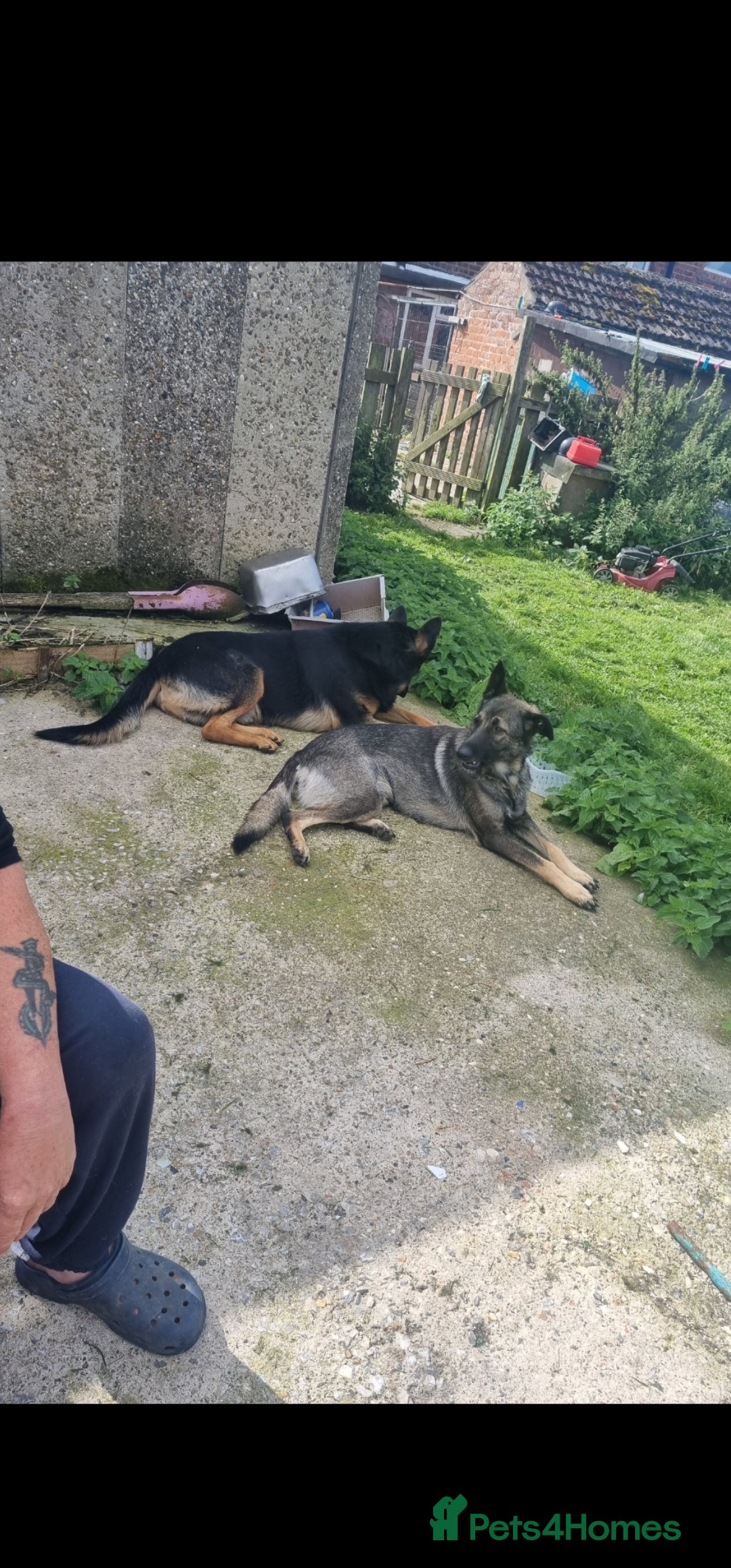 German Shepherd dogs for sale: German shepherd pups, HULL - Image 7