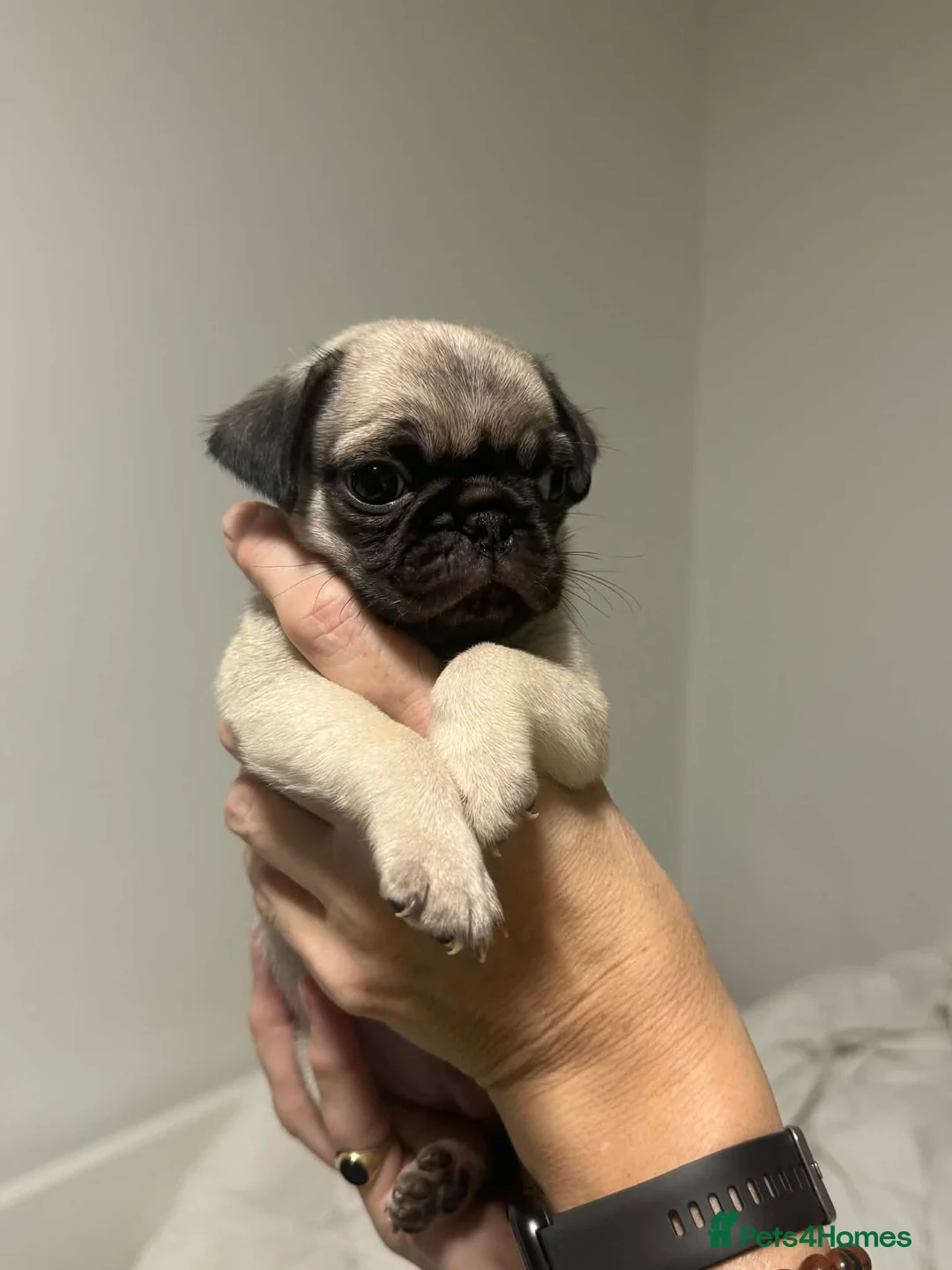 Pug dogs for sale: Perfect pocket pugs - Advert 3