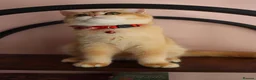 Scottish Fold cats for sale: Champion BL Stunning Scottish kittens  - Advert 14