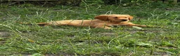 Golden Retriever dogs for sale: KC FOX RED GOLDEN RETRIVERS - Advert 5