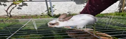 Mixed Breed rabbits for sale: bunnies in Plymouth - Advert 26