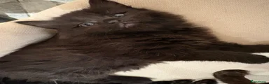 Mixed Breed 2