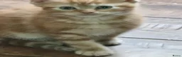 Domestic Shorthair cats for sale: Playful ginger boy,  - Advert 8