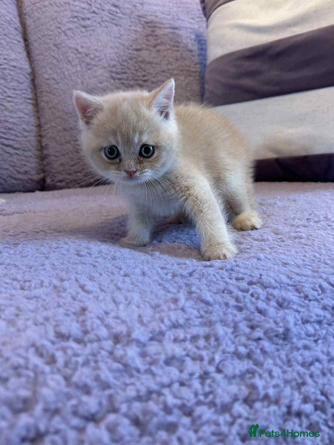 British Shorthair cats for sale: 🐾 Gorgeous British Shorthair Kittens 🐾 - Image 10