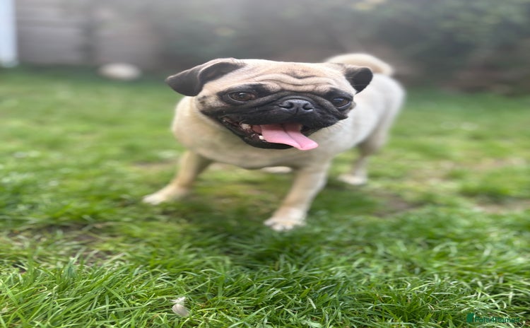Puggle dogs - Advert 1