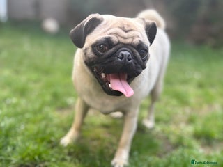 Puggle dogs - Advert 2