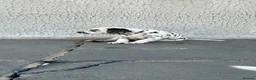 Dalmatian dogs for sale: Dalmatian beautiful - Advert 29