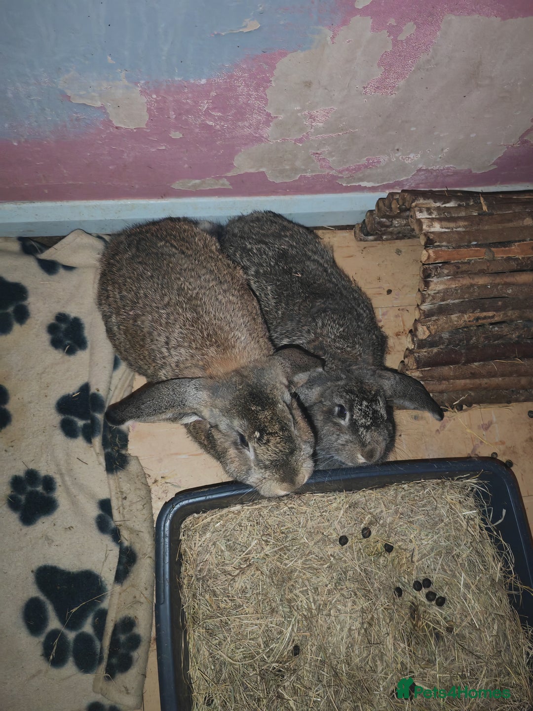 French Lop rabbits for sale: French lop  - Advert 2