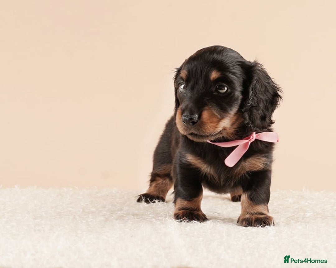 Miniature Dachshund dogs for sale: STUNNING MINIATUARE LONG HAIRED DACHSHUNDS PUPS - Image 5