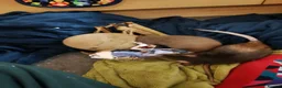 Rat rodents for sale: Gentle and Feisty Older Lady Rat for Nice Home in Glasgow - Advert 4