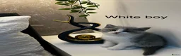 British Shorthair cats for sale: Registered Ready to go SOON British Shorthair  - Advert 9