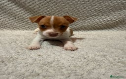 Jack Russell dogs for sale: Jack Russell puppies (JUST 1 LEFT) (LUNA) - Image 9
