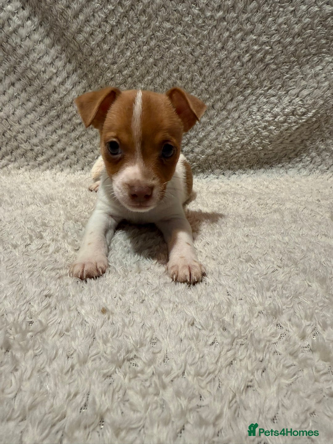 Jack Russell dogs for sale: Jack Russell puppies (JUST 1 LEFT) (LUNA) - Image 9