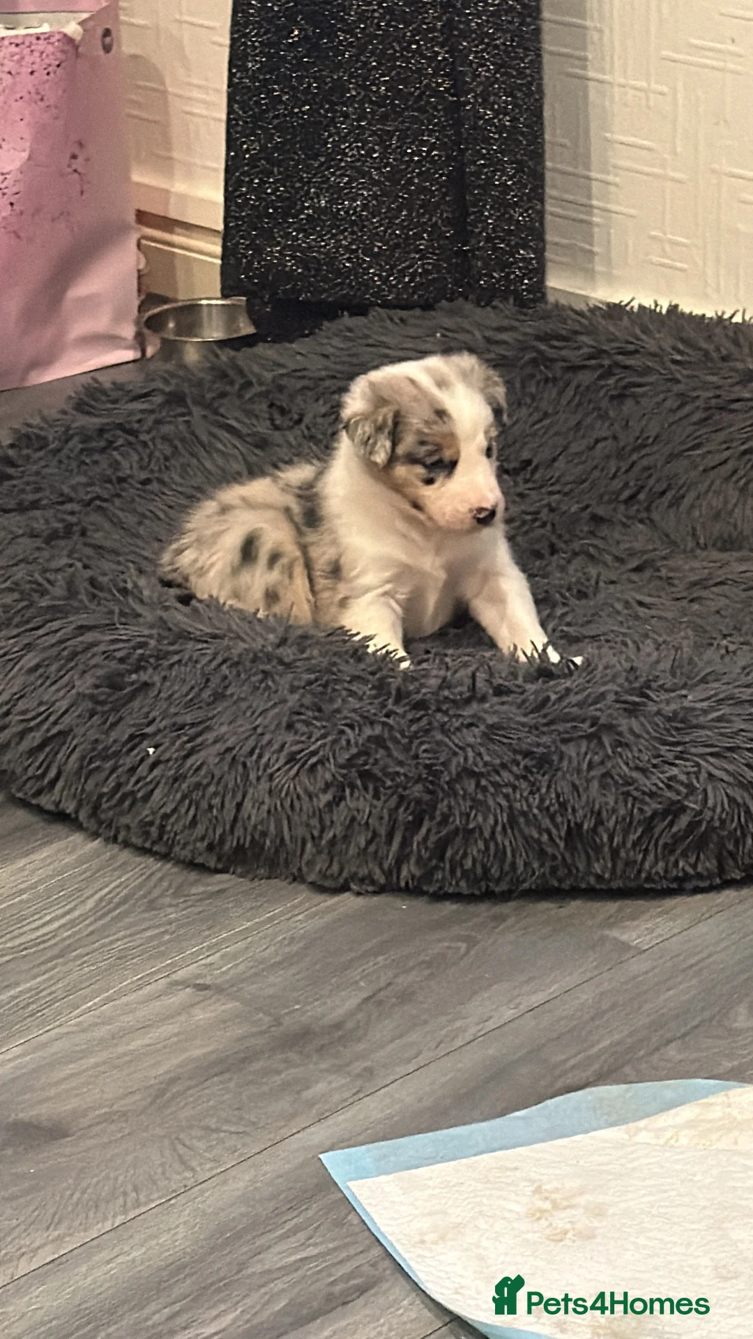 Mixed Breed dogs for sale: Stunning Border Collie Cross Puppies Family Raised - Advert 9