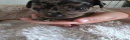 Mixed Breed dogs for sale: 5 beautiful French bull weiner puppies for sale - Advert 9