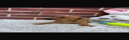 Dachshund dogs for sale: 5 gorgeous miniature dachshund puppy’s🐶 in Cullompton - Advert 26