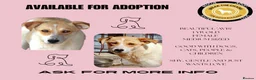 Mixed Breed dogs for adoption: Avis- 20 months - Available Devon area 🇬🇧🇬🇧 in Brixham - Advert 8