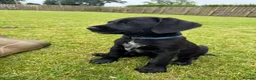 Mixed Breed dogs for sale: 🌟Ready Now🌟 GWPxLab - Advert 17