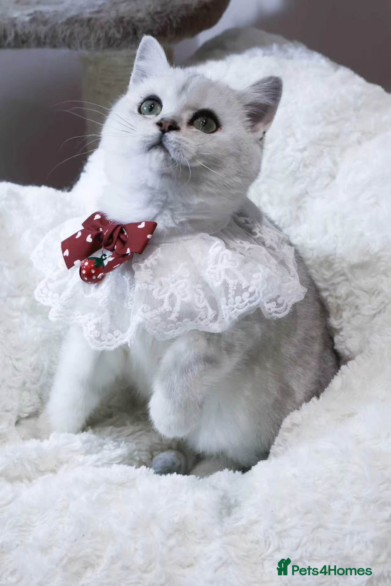 British Shorthair cats for sale: Last one female British short hair  - Advert 4