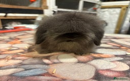 Mini Lion Lop rabbits for sale: Double mane lionlops ready now - Image 11