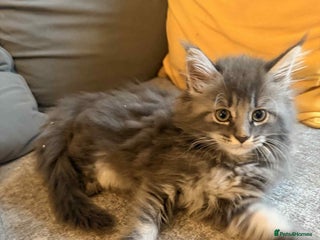 Maine Coon cats - Advert 6