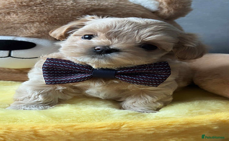 Maltipoo dogs - Advert 14