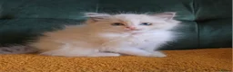 Ragdoll cats for sale: Show-class kittens ready for new homes! - Advert 7