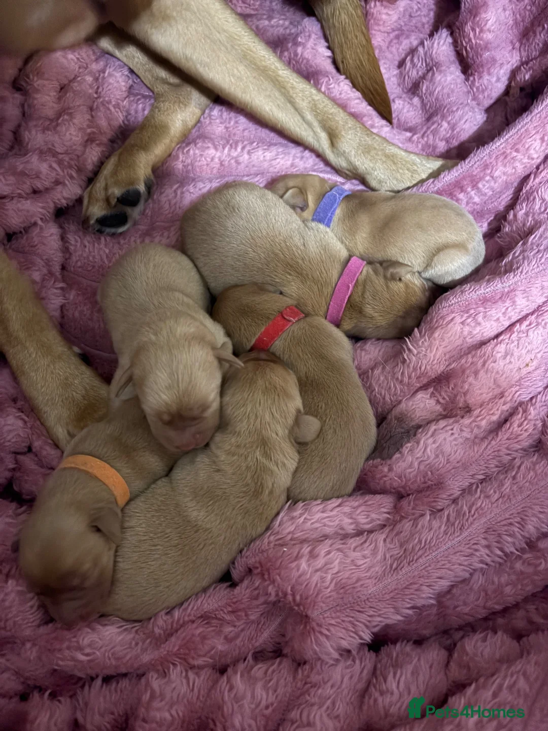 Labrador Retriever dogs for sale: Labrador puppies 4 male 2 female  - Advert 2