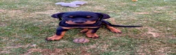 Rottweiler dogs for sale: Gorgeous Rottweiler puppy Nanci - Advert 7