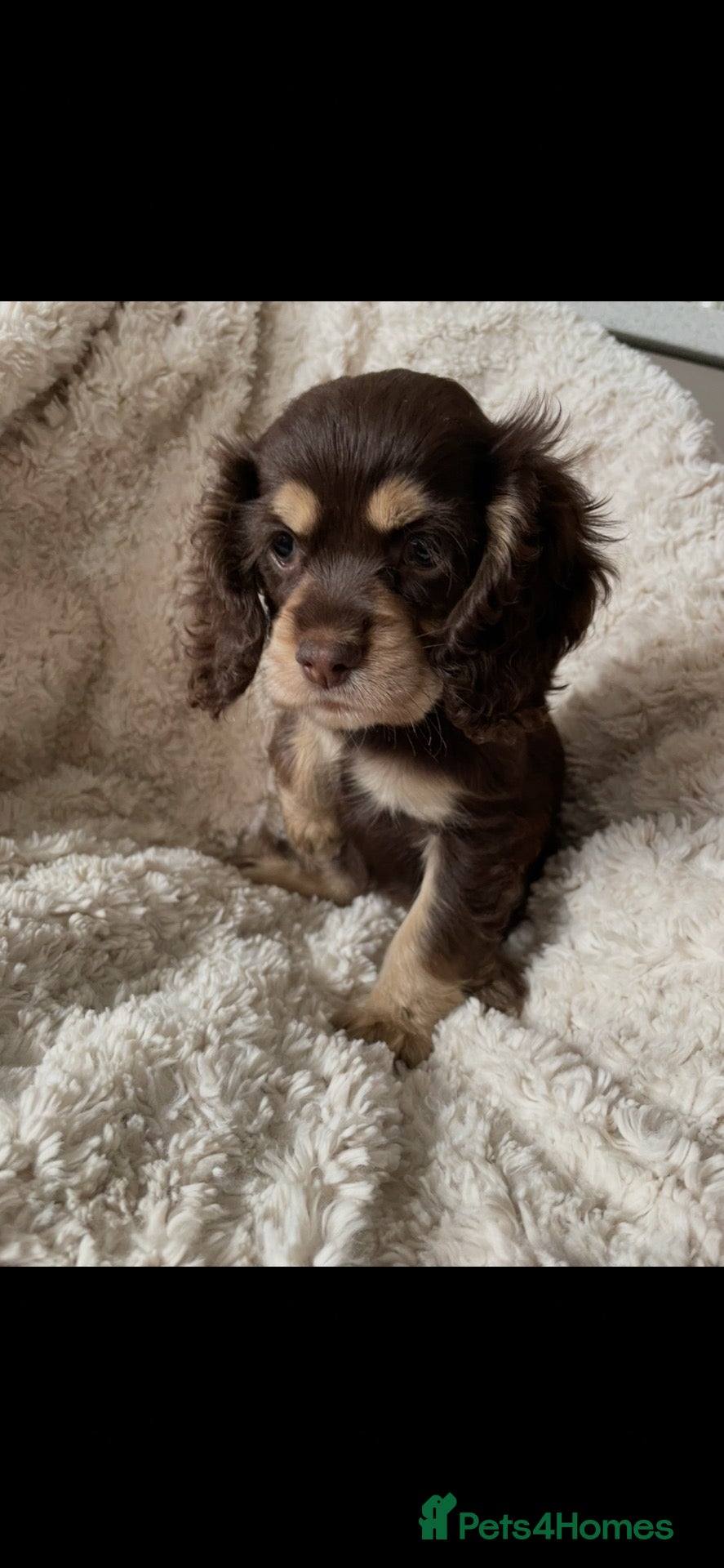Cocker Spaniel dogs Cocker spaniel puppy 22.09 still available  - Advert 7