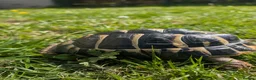 Tortoise reptiles for sale: tortoises - Advert 7