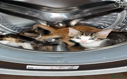 Domestic Shorthair cats for sale: BEAUTIFUL, FRIENDLY KITTENS FOR SALE!!🐈❤️ - Image 8