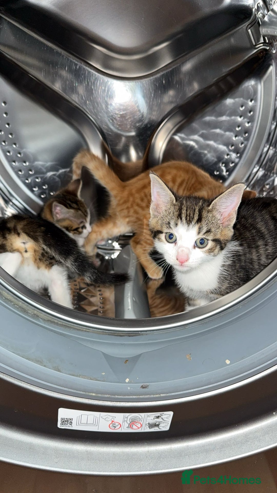 Domestic Shorthair cats for sale: BEAUTIFUL, FRIENDLY KITTENS FOR SALE!!🐈❤️ - Image 8