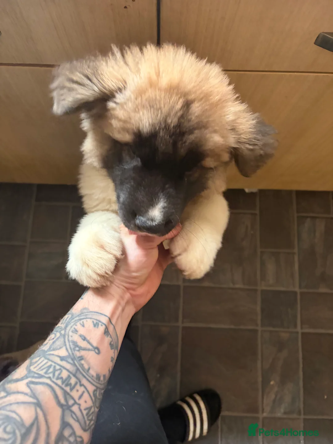 Akita dogs for sale: America Akita puppys - Advert 2